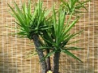 Sauver ses plantes vertes pendant les vacances