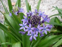 Scille du Pérou : présentation et culture