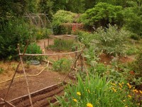 Sécheresse : comment préparer votre potager au régime sec ?