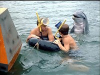 Séries télé : 10 animaux stars du petit écran