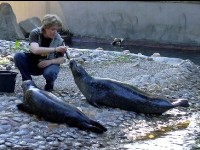 Soigneur animalier : métier et formation