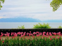 Suisse : 3 bonnes raisons d'aller à la Fête de la Tulipe de Morges
