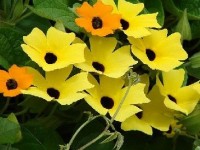 Suzanne aux yeux noirs : une jolie plante fleurie