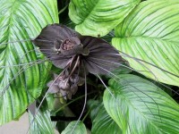 Tacca chantrieri ou plante chauve-souris : une fleur effrayante