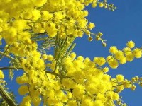 Tanneron : le village du mimosa