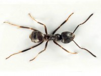 Tapinoma magnum : tout savoir sur cette fourmi invasive en 5 questions