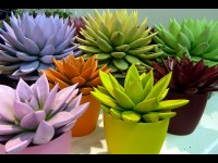 Les succulentes : des plantes étonnantes, faciles et décoratives !