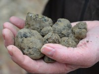 Terroir : la truffe noire de Lalbenque et du Quercy entre au patrimoine culturel immatériel de France