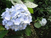 Tout savoir sur la terre de bruyère