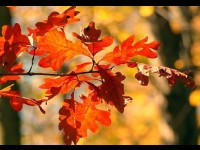 Tout savoir sur le chêne 