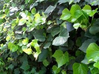 Tout savoir sur le lierre  