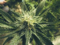 Tout savoir sur les fleurs de CBD en 5 questions