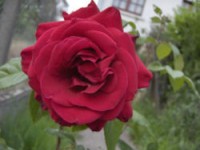 Tout savoir sur les rosiers