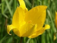 Tout savoir sur les tulipes 