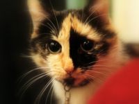 Traitement anti-puces