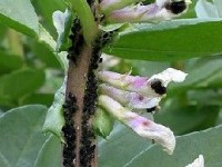 Traiter les pucerons : quelles solutions ?