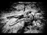 Un ADN de dinosaure possible a été trouvé