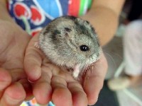 Un animal de compagnie : combien ça coûte ?