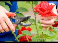 Un jardin pour les personnes allergiques : guide pratique