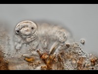 Un vaisseau spatial israélien s'est écrasé et a déversé des Tardigrades sur la Lune