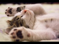 Une musique spécifique apaise les chats