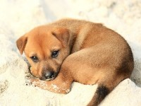 Vente d'animaux sur Internet : bientôt une nouvelle réglementation