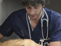 Véto Junior : le quotidien des étudiants vétérinaires sur France 4