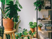 Voici ce dont vos plantes d'intérieur ont besoin pour le printemps