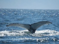 Voir des baleines : une expérience inoubliable au Québec