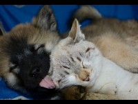 Vos animaux de compagnie ne sont pas susceptibles de contracter ou de transmettre le coronavirus