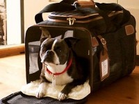 Voyager avec son chien : quelles formalités ?