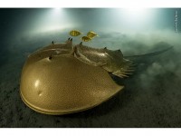 Wildlife Photographer of the Year : un concours de photo animalière