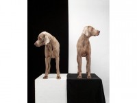 William Wegman : un photographe qui a du chien