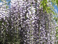 Wisteria floribunda macrobotrys : une glycine spectaculaire