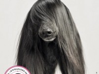 Woof ! une exposition qui a du chien à la Galerie Sakura