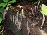Xylaria polymorpha : le champignon doigt de l'homme mort