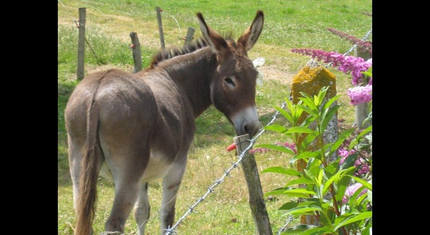 Camping Le Ragis  Challans