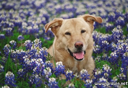 Carte chien fleurs thème animaux