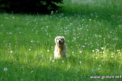 Carte chien herbe thème animaux
