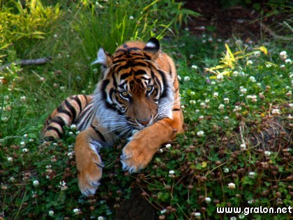 Carte tigre herbe thème animaux