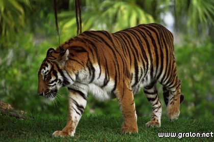 Carte tigre jungle thème animaux