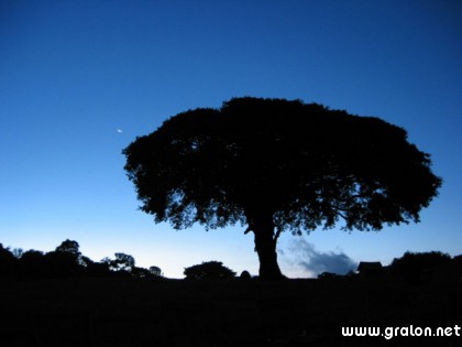 Carte silhouette arbre thème couchers de soleil