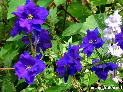 Carte fleurs bleues thème fleurs