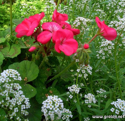 Carte fleurs des champs thème fleurs