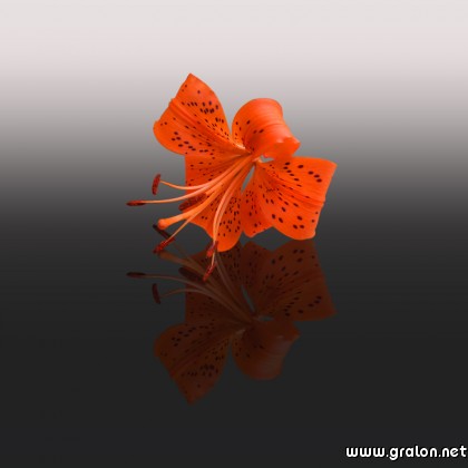 Carte lys orange thème fleurs