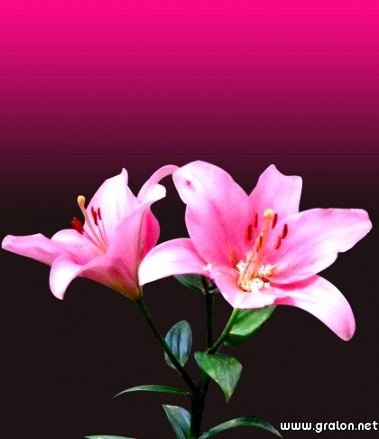 Site inscription en ligne