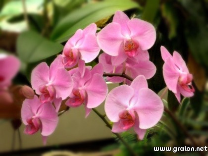 Carte orchidees thème fleurs
