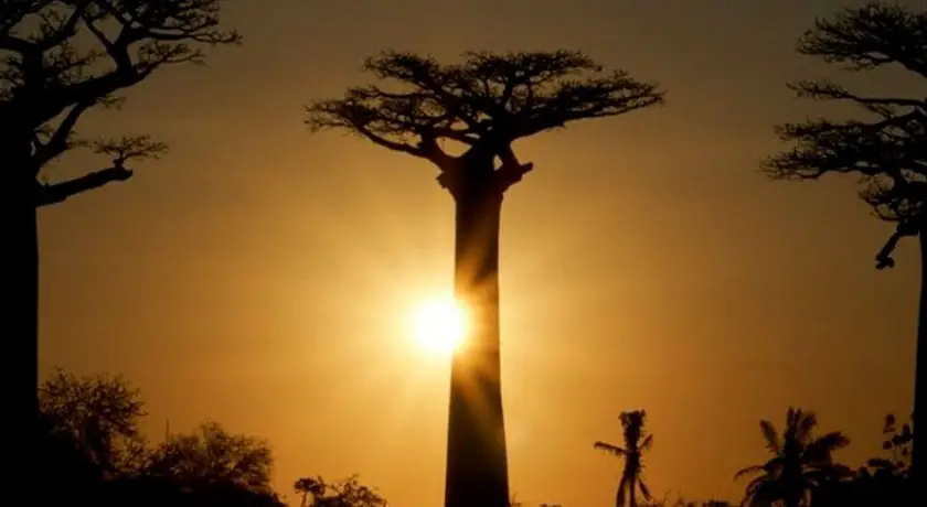 À l'ombre du baobab
