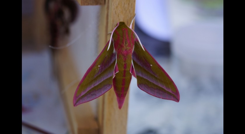 Balade nature : a la découverte des papillons