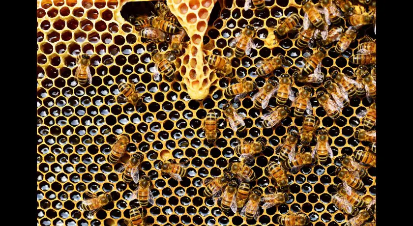Conférence sur l'apiculture